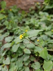 Calyptocarpus vialis