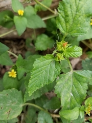 Calyptocarpus vialis