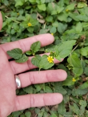 Calyptocarpus vialis