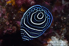 Emperor Angelfish photo 3