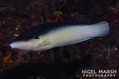 Anampses neoguinaicus