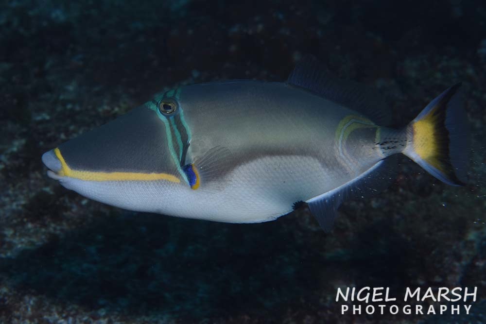 Halfmoon Triggerfish