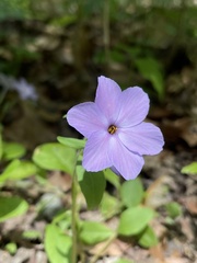 Phlox stolonifera