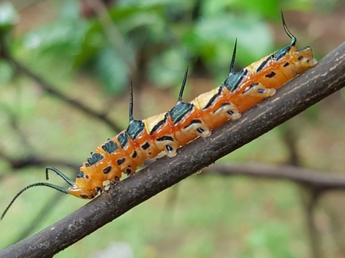Ruddy Daggerwing