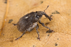 Glocianus