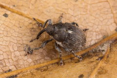 Glocianus