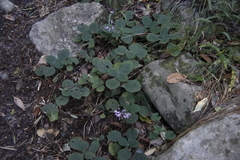 Plectranthus malvinus