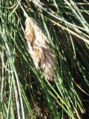 Poa astonii