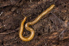 Geophilidae