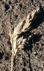 Poa astonii
