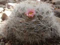 Mammillaria glassii