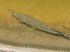 Atractosteus