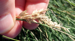 Poa astonii