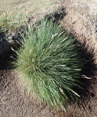 Poa astonii