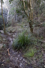 Carex lancea