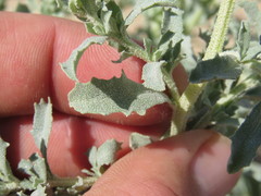 Atriplex serenana