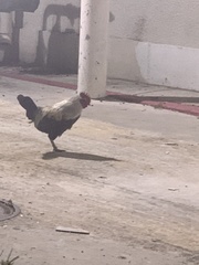 Gallus gallus domesticus