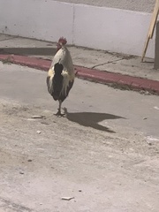 Gallus gallus domesticus