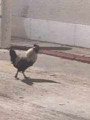 Gallus gallus domesticus