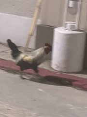 Gallus gallus domesticus