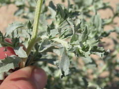 Atriplex serenana