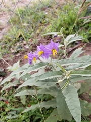 Solanum elaeagnifolium