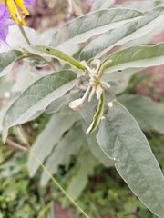 Solanum elaeagnifolium