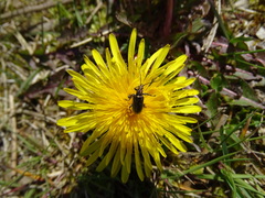 Plateumaris discolor