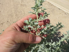 Atriplex serenana