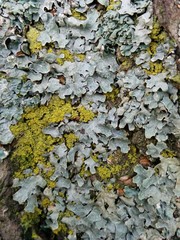 Parmelia sulcata