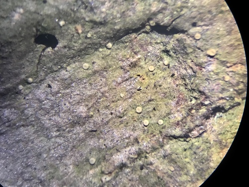 Dimerella pineti image
