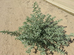 Atriplex serenana