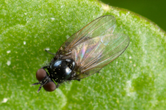 Lonchaea