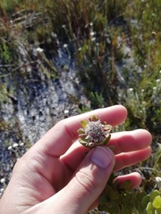 Leucospermum bolusii