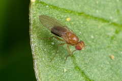 Lordiphosa andalusiaca