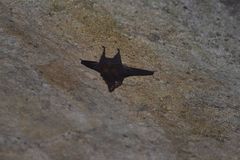 Emballonuridae