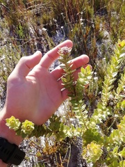 Leucospermum bolusii