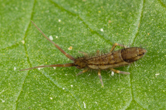 Orchesella flavescens
