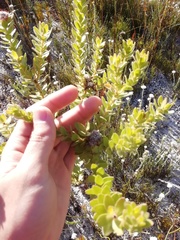 Leucospermum bolusii