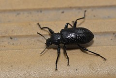 Derosphaerus sinensis