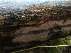 Hypoxylon rubiginosum