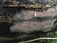 Hypoxylon rubiginosum