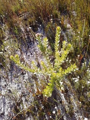 Leucospermum bolusii