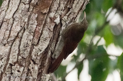 Lepidocolaptes duidae