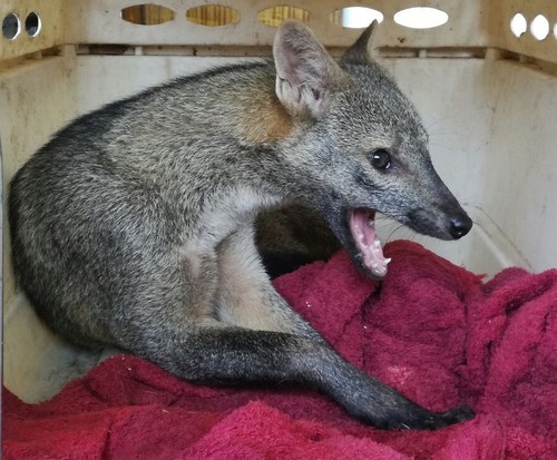 Crab-eating Fox, Sucumbios, EC, photo 9 of 10