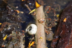 Planorbarius corneus