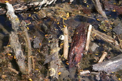 Planorbarius corneus