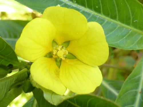 Ludwigia peploides ssp. montevidensis