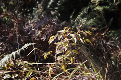 Rubus pinnatus