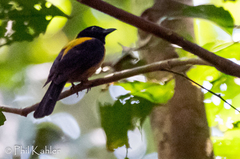 Lanio fulvus